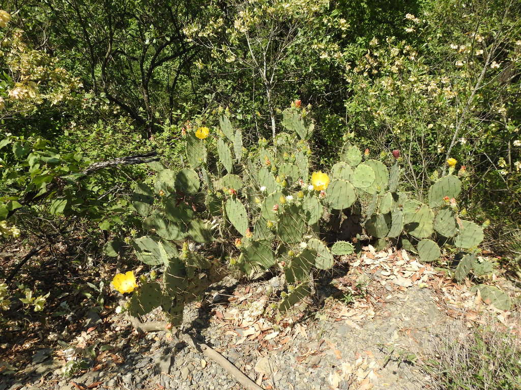 Engelmann's Pricklypear from Carretera a Chipinque Km. 2.5, Valle de ...