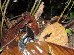 Lepidoblepharis festae