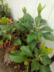 Pachysandra terminalis