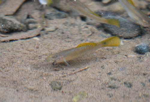 Shortfin molly (Poecilia mexicana) — Poeciliidae — 5