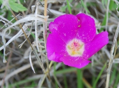 Callirhoe involucrata