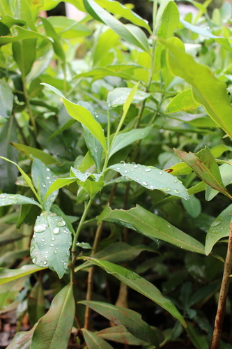 Warburgia ugandensis image