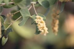 Senegalia crassifolia