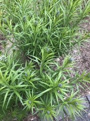 Amsonia illustris