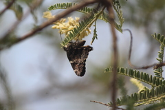 Codatractus bryaxis