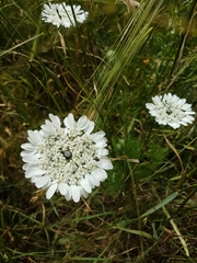 Artedia squamata