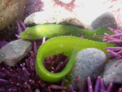 Fucus blenny (Apodichthys fucorum) — Pholidae