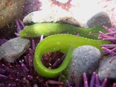 Rockweed Gunnel photo 3