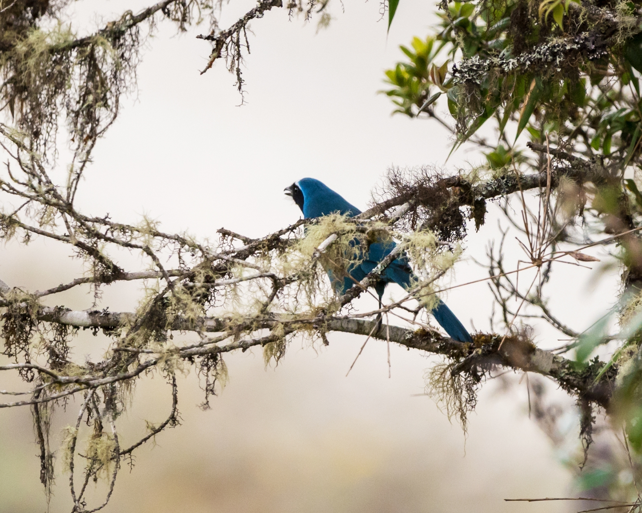 White-collared Jay (Cyanolyca viridicyanus), photo 8
