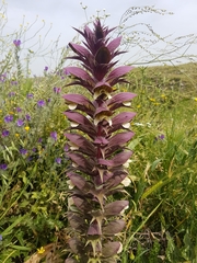 Acanthus syriacus