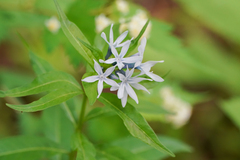 Amsonia elliptica, photograph (c) WATANABE Hitoshi 渡辺仁, some rights reserved (CC BY)