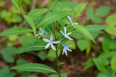 Amsonia elliptica, photograph (c) WATANABE Hitoshi 渡辺仁, some rights reserved (CC BY)