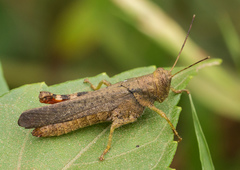 Apalacris varicornis