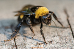 Bombus crotchii