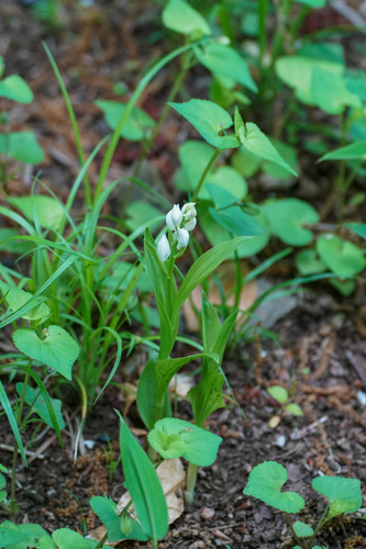 Image of Cephalanthera erecta by (c) WATANABE Hitoshi 渡辺仁, some rights reserved (CC BY)