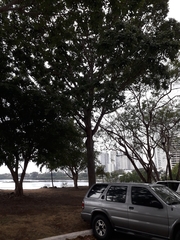 Swietenia macrophylla