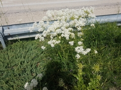 Peltaria angustifolia