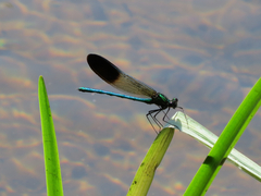 Calopteryx aequabilis