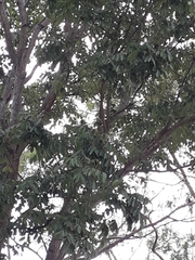 Swietenia macrophylla