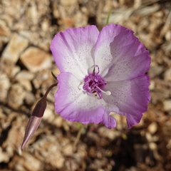 Clarkia cylindrica