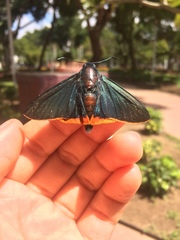 Chalypyge chalybea chalybea