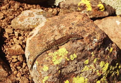 Cottrell's Mountain Lizard, Tropidosaura cottrelli
