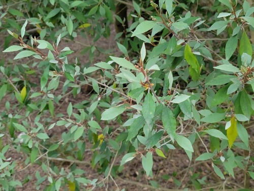 hoary caper (Capparis incana)