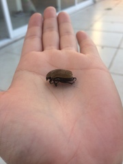 Hologymnetis cinerea