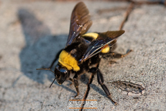 Bombus crotchii