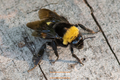 Bombus crotchii