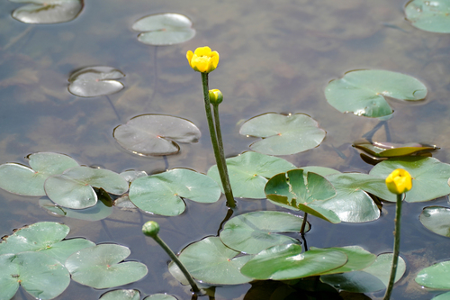 Nuphar subintegerrima iNat (1)
