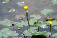 Nuphar subintegerrima, photograph WATANABE Hitoshi 渡辺仁, CC BY, iNaturalist via GBIF