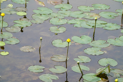 Nuphar subintegerrima, photograph WATANABE Hitoshi 渡辺仁, CC BY, iNaturalist via GBIF
