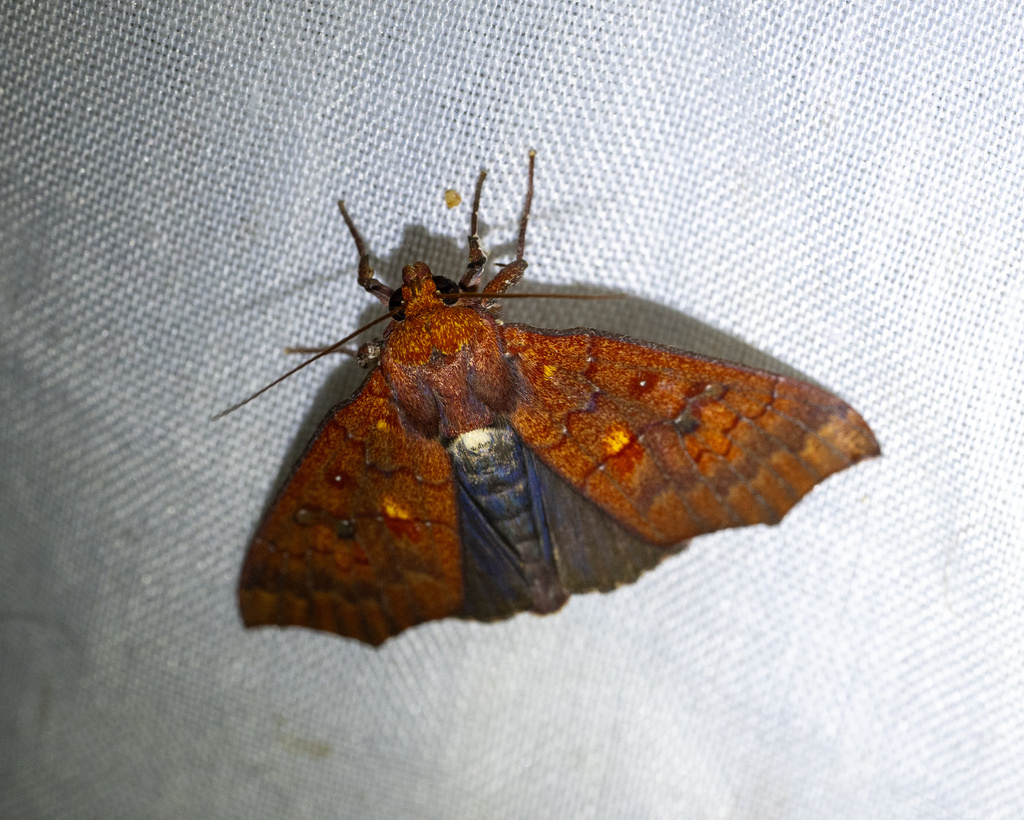 Rusicada fulvida