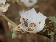 Closterocoris amoenus