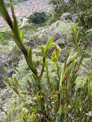 Epidendrum zipaquiranum