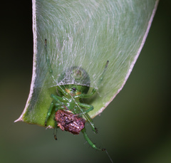 Bijoaraneus mitificus