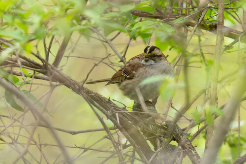White-throated Sparrow photographed in Iowa