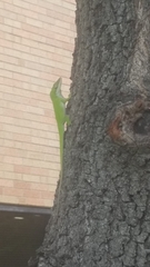 Anolis carolinensis