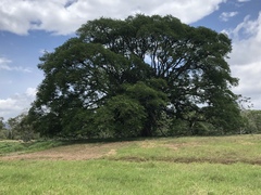 Enterolobium cyclocarpum