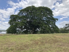 Enterolobium cyclocarpum