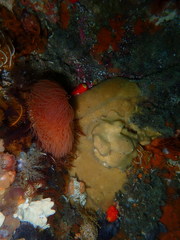 Ochlesis lenticulosus