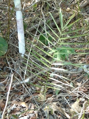 Chamaedorea glaucifolia