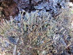 Cladonia multiformis