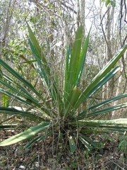 Furcraea guatemalensis