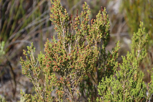 Image of Erica axillaris by (c) Tony Rebelo, some rights reserved (CC BY-SA)