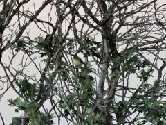 Vireo bellii