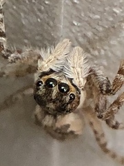 Menemerus semilimbatus