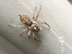 Menemerus semilimbatus