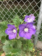 Phacelia grandiflora